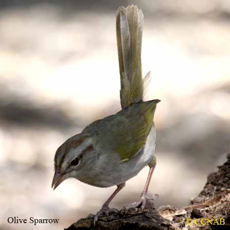 Birds of North America