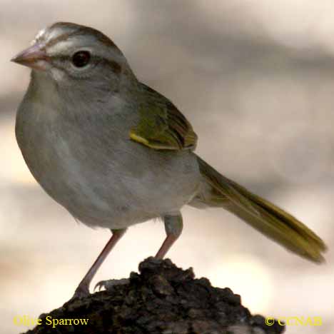 Birds of North America