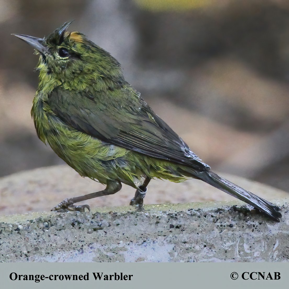 Birds of North America