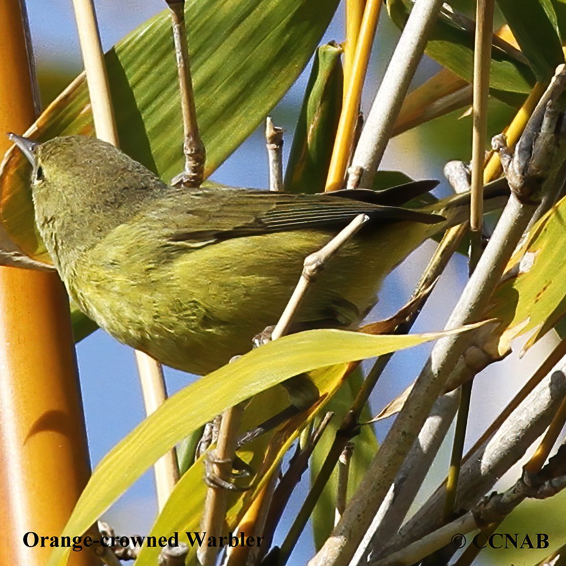 Birds of North America
