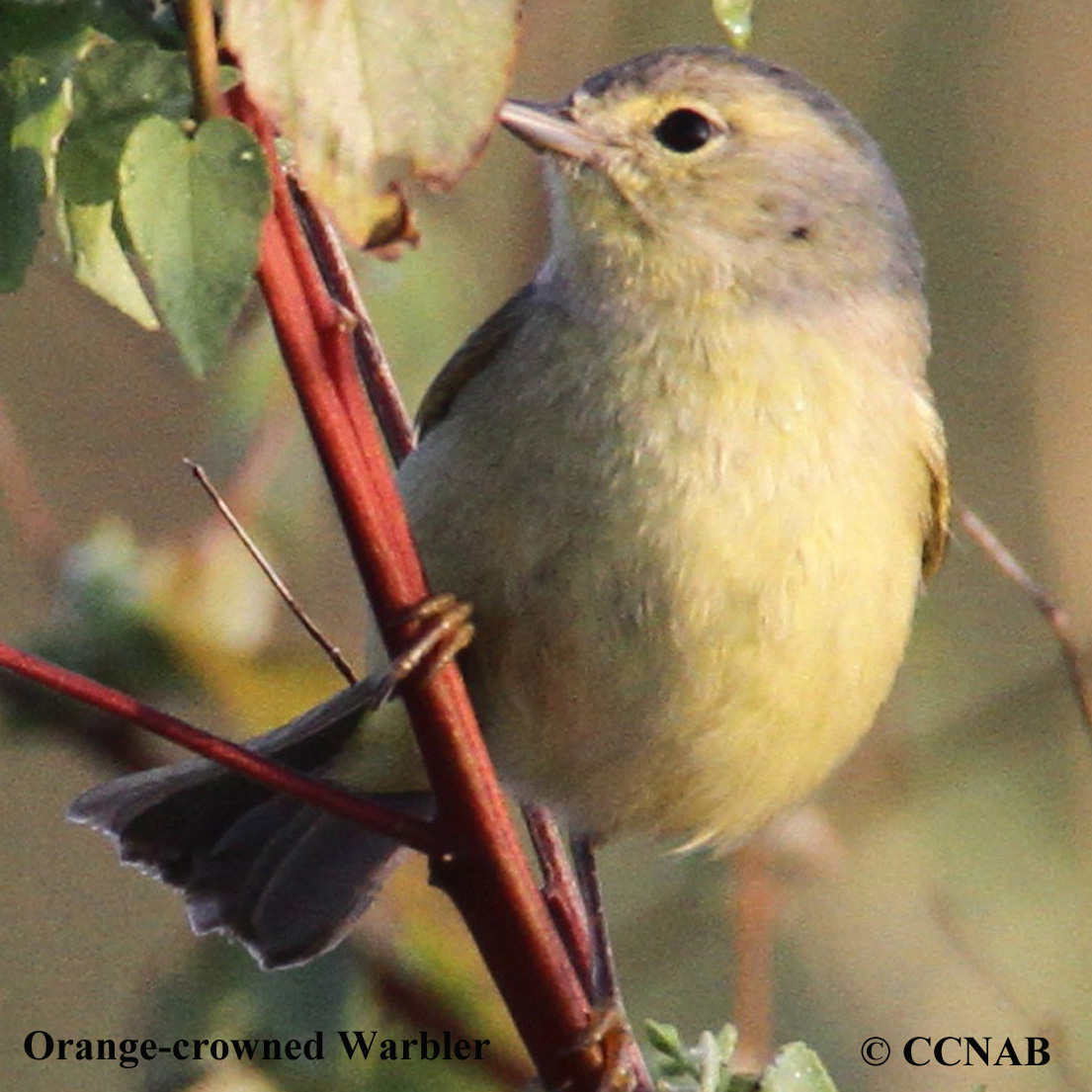 Orange-crowned Warbler