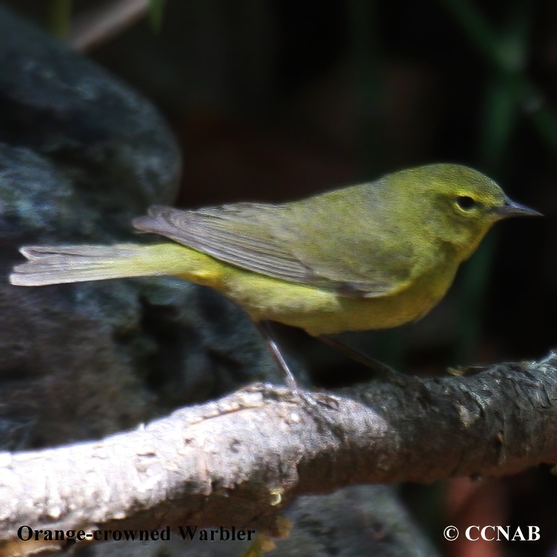 Birds of North America
