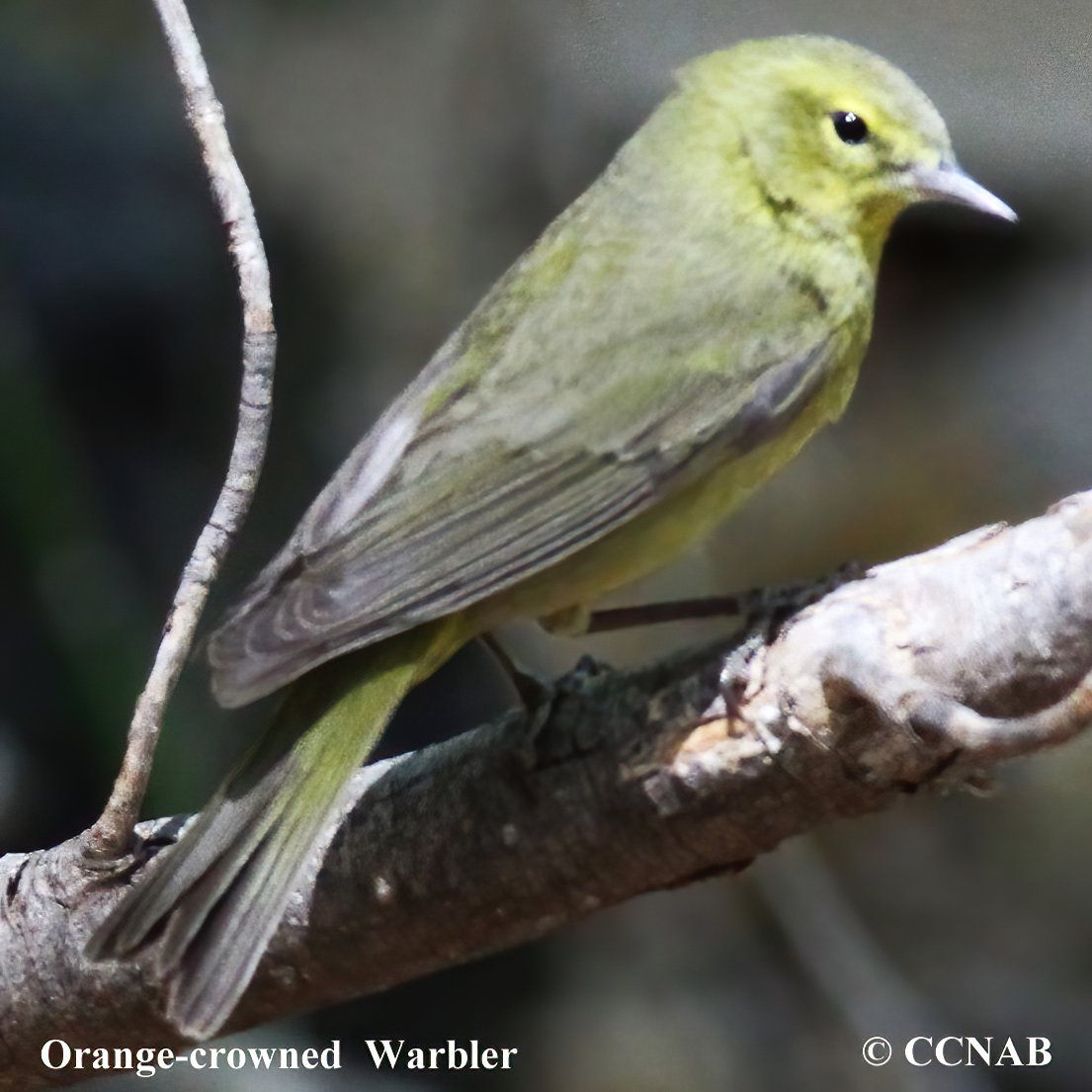 Birds of North America