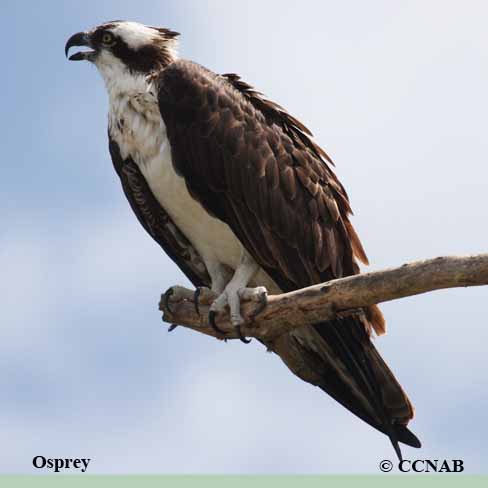 North American Ospreys