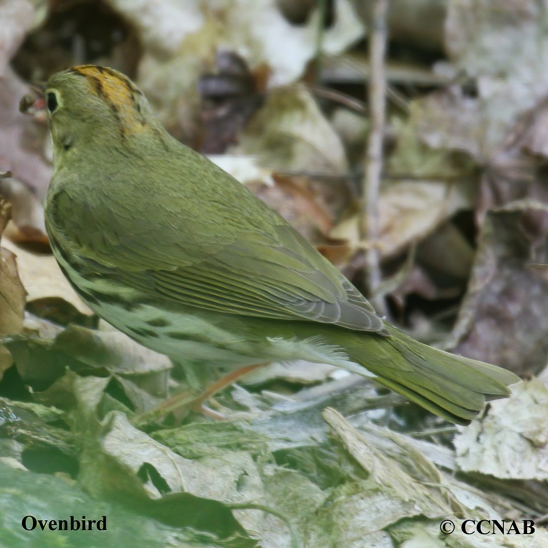 Birds of North America
