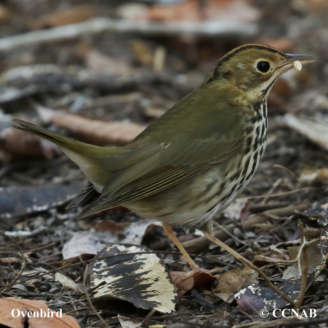 North American Warblers