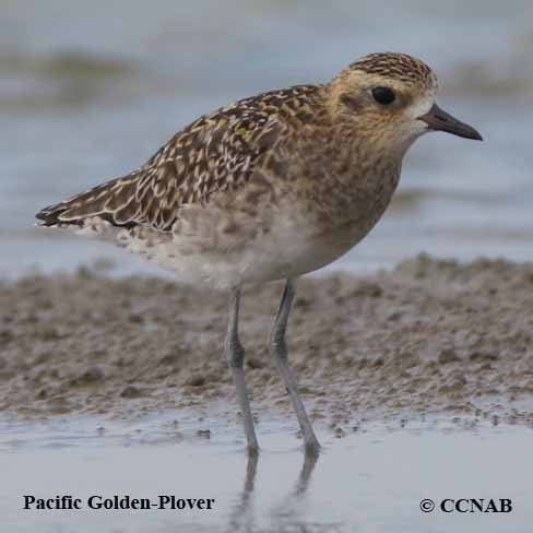 Birds of North America