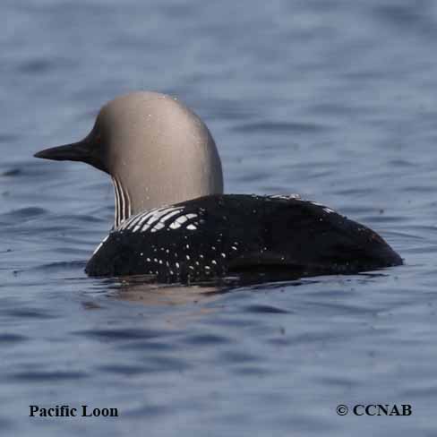 Pacific Loon