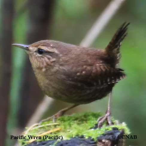 Pacific Wren (Pacific)