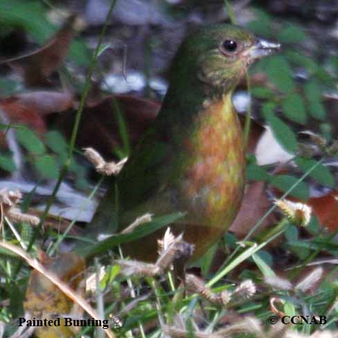 Birds of North America