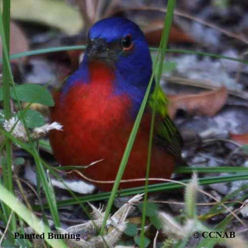 Birds of North America