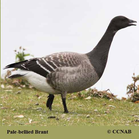 Birds of North America