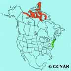 Pale-bellied Brant range map