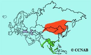 Pallas's Grasshopper Warbler range map