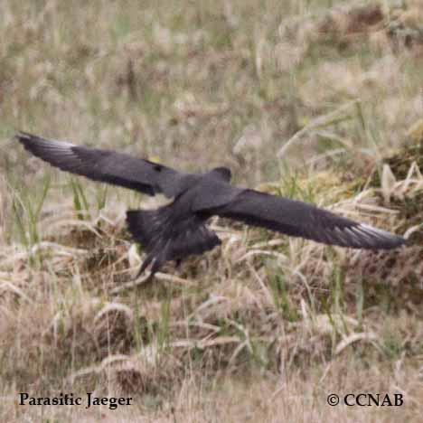 Birds of North America