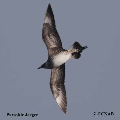 Birds of North America