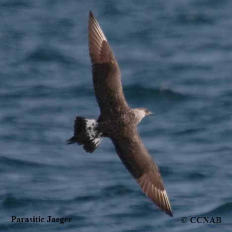 Birds of North America