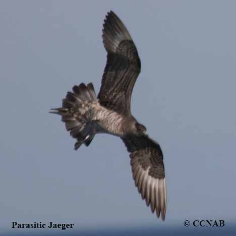 Birds of North America
