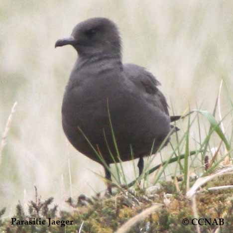 Birds of North America