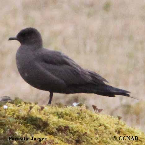 Birds of North America