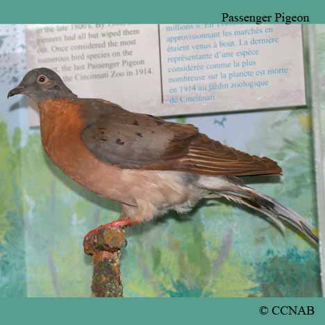 Birds of North America