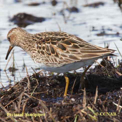 Birds of North America