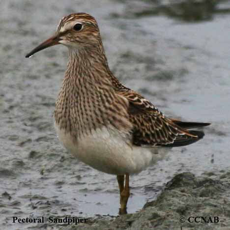 Birds of North America