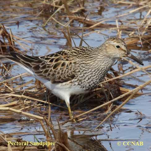 Pectoral Sandpiper