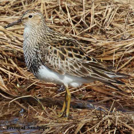 Birds of North America