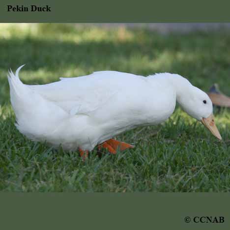 Pekin Duck