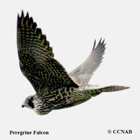 Birds of North America