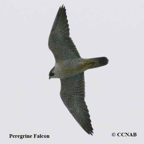 Birds of North America
