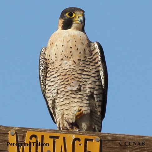 Birds of North America
