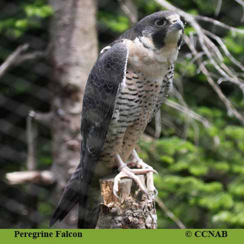 North American Falcons