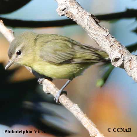 Birds of North America