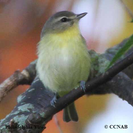 Birds of North America