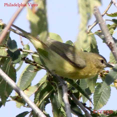 Birds of North America