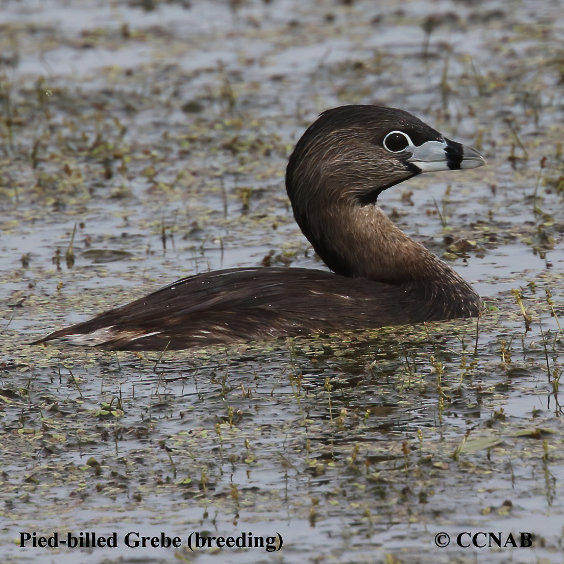 North American Grebes