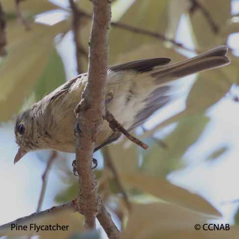 Birds of North America