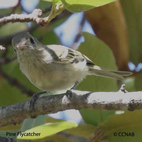 Birds of North America