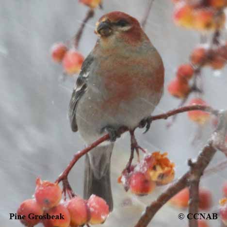 Birds of North America