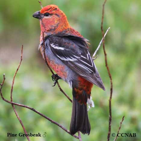 Birds of North America