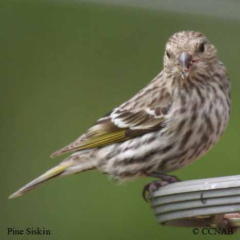 Birds of North America