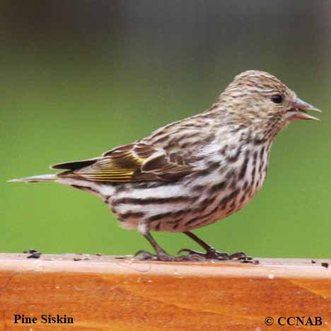 Pine Siskin