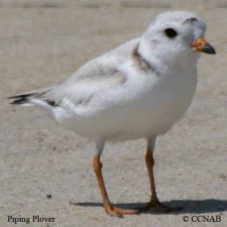 Birds of North America