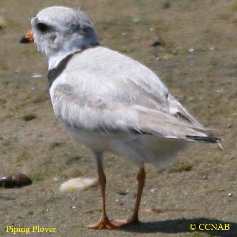 Birds of North America