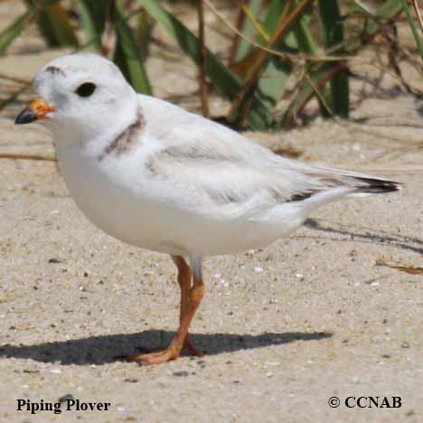 Birds of North America