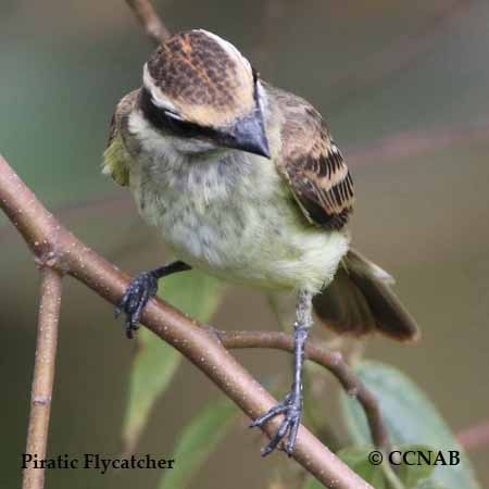 Birds of North America