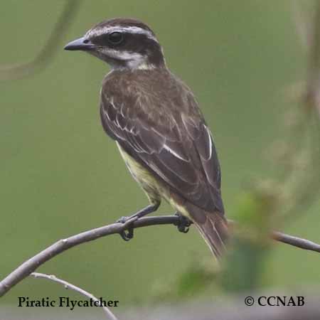 Birds of North America
