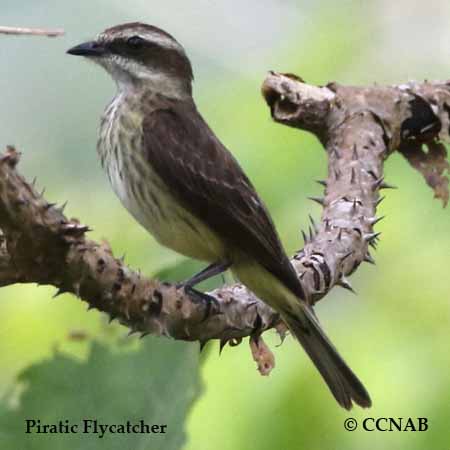Birds of North America